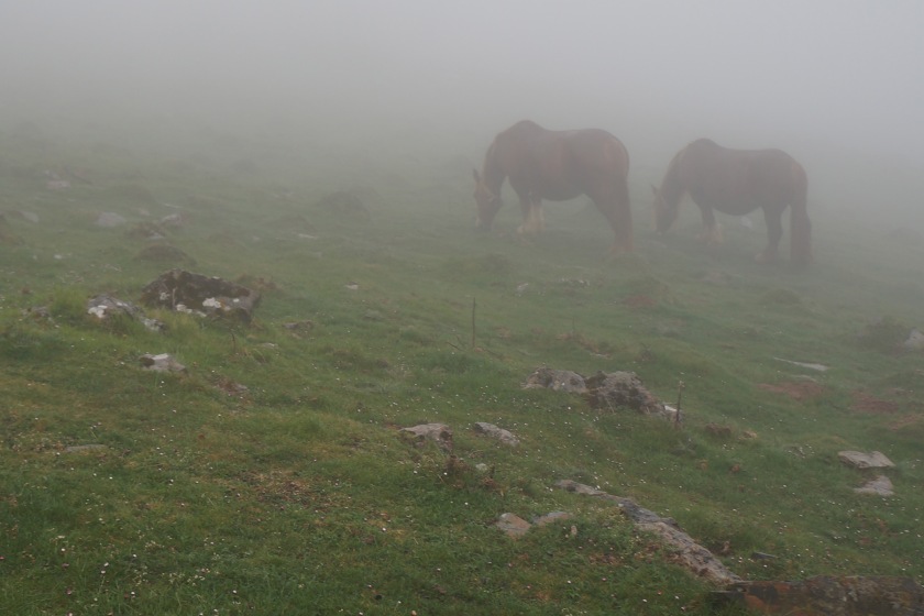 Pyrenees Horses, April 26