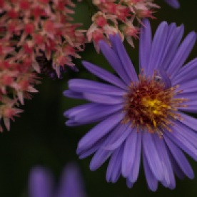 If this isn't a purple aster, it should be.