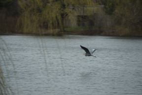 Great blue heron; a rushed shot.