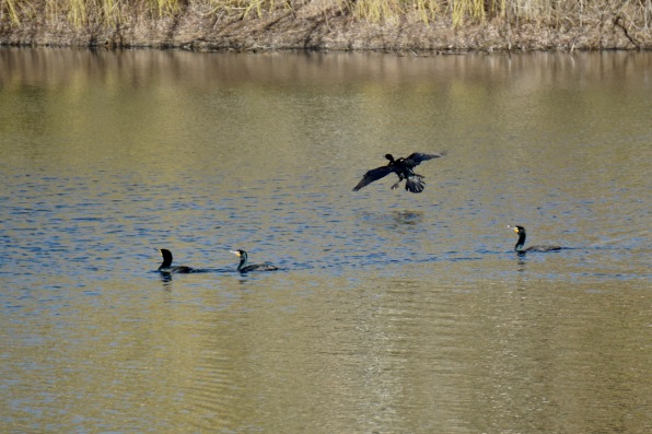 Four of at least 15 cormorants