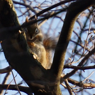 A relatively uncommon red squirrel has its place among a host of greys