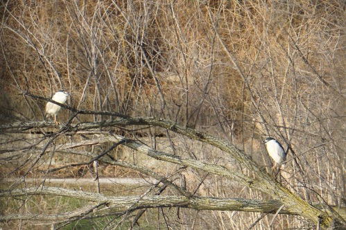 A decent look at a pair of Black-crowned night herons that have been here fore a few days
